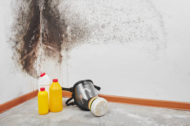 Best Attic Mold Remediation in Roebling, NJ