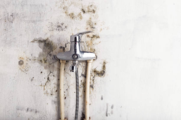 Best Localized Mold Remediation (e.g., coastal areas, humid climates) in Roebling, NJ