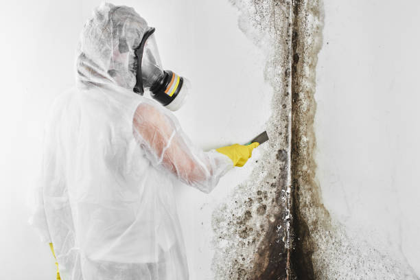 Reliable Roebling, NJ Mold Remediation Solutions