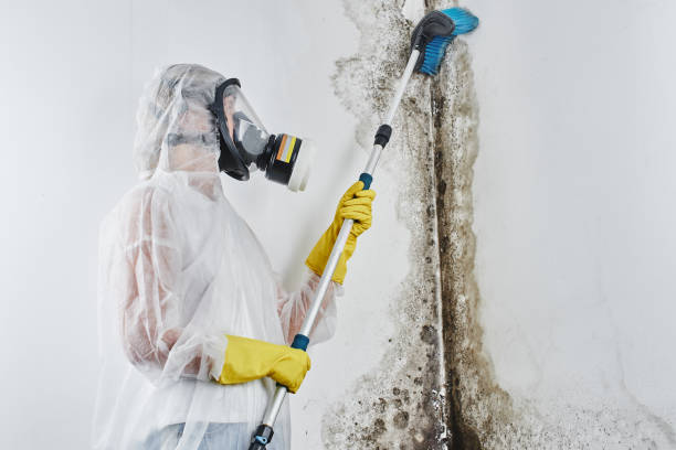 Best Residential Mold Remediation in Roebling, NJ