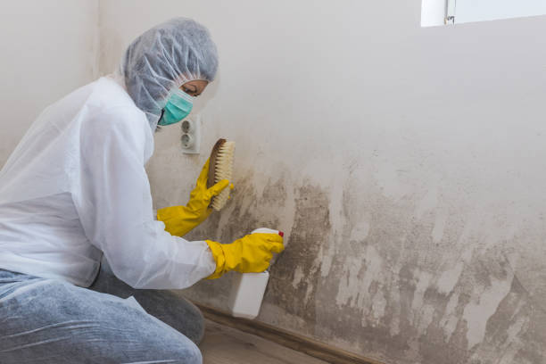Best Attic Mold Remediation in Roebling, NJ