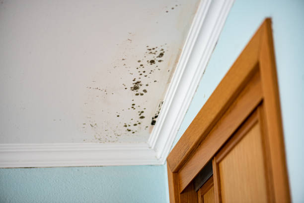 Best Basement Mold Remediation in Roebling, NJ