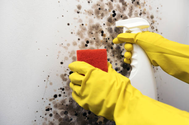 Best Mold Testing and Inspection Services in Roebling, NJ