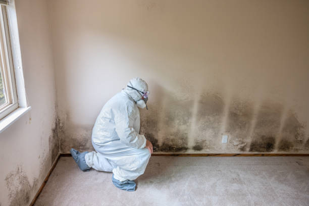 Best Basement Mold Remediation in Roebling, NJ