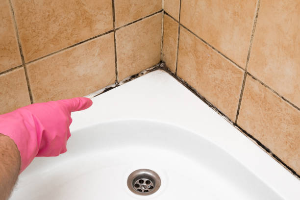 Best Residential Mold Remediation in Roebling, NJ